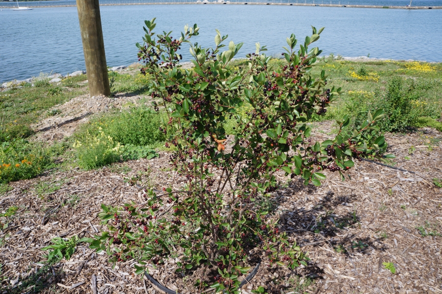 A shrub in a garden by the water's edge. The shrub has dark round berries all over it.