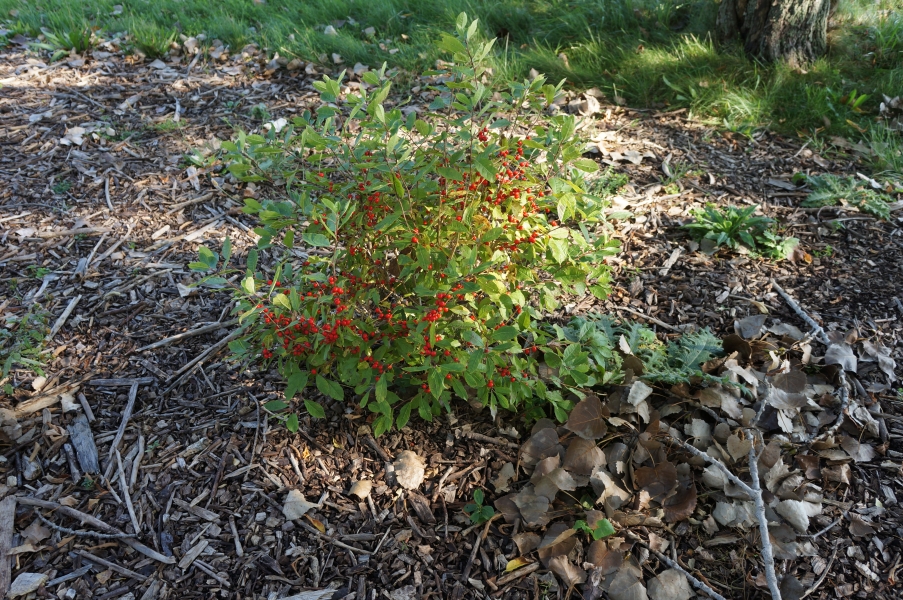 A small shrub in a garden that is covered in round bright red berries.