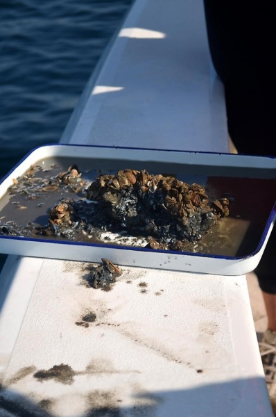 A pan sits on the edge of the boat with muddy water and live mussels.