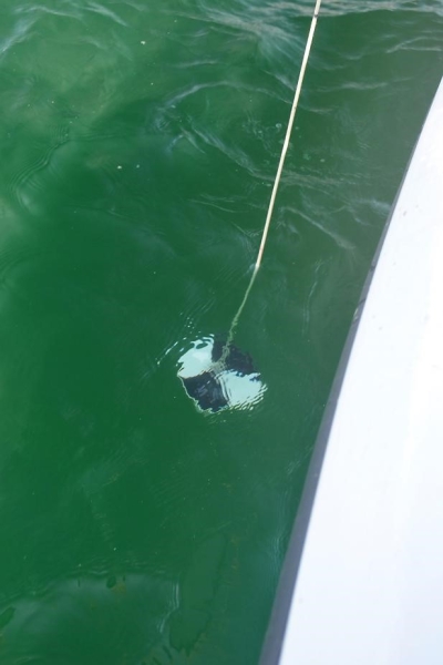 A black and white patterned disk hanging from a rope into green water.