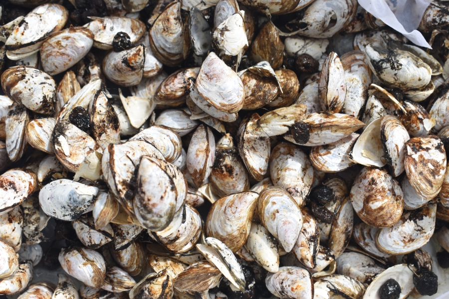 A pile of small brown and white striped mussels.