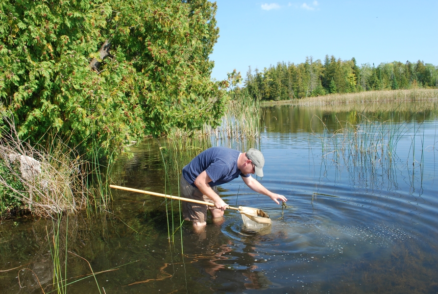 A person wading in the water and leaning over to pull some weeds out of a net with a long pole held in their other hand.