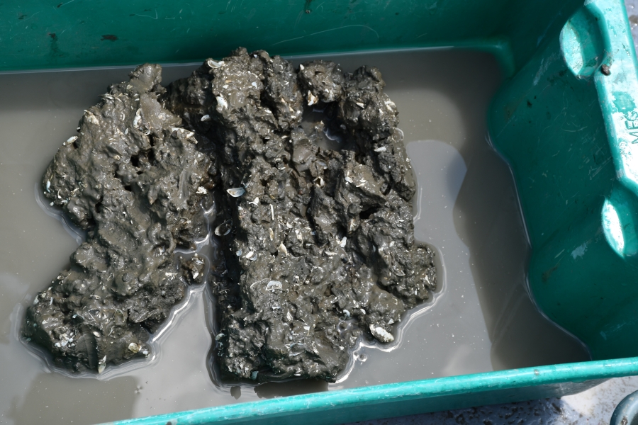 A tub with a pile of mud with empty mussel shells surrounded by muddy water