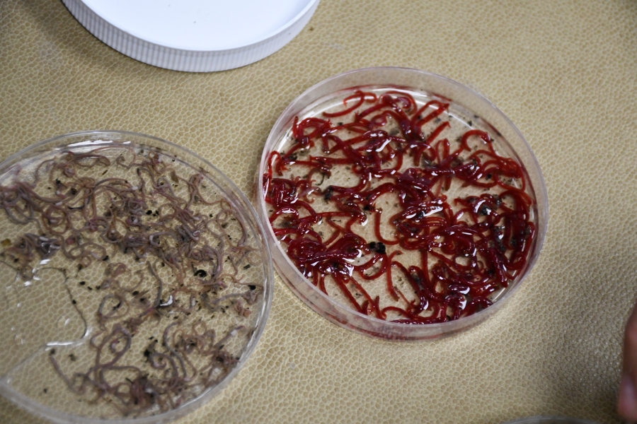 A petri dish with oligochaete worms and a petri dish with chironomid larvae