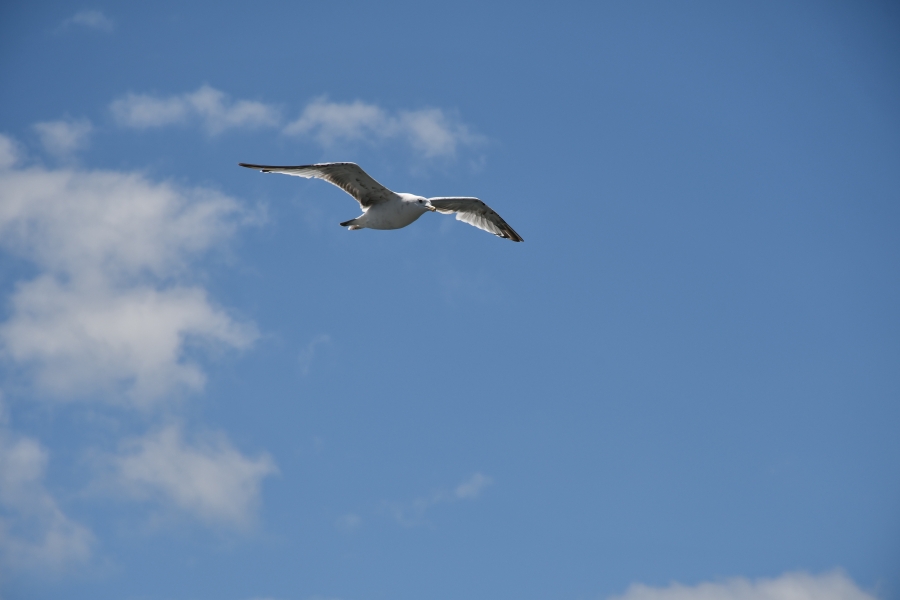 A sea gull gliding through a sky with a few wispy clouds