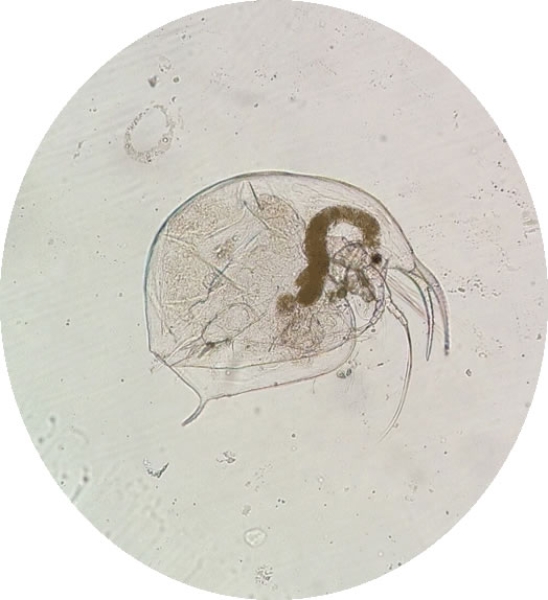 Microscope image of a round cladoceran zooplankton with a tiny eyepsot, a pointy rostrum, and two fronded antennae.