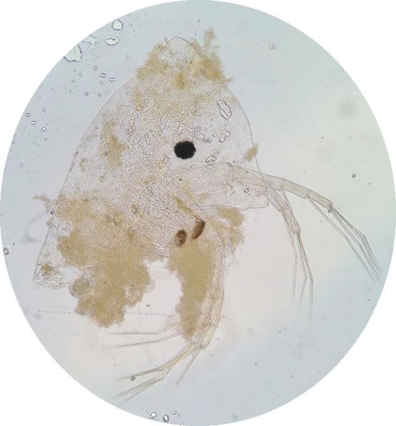 microscope image of a portion of a partially digested cladoceran zooplankton with an eyespot, a domed head, and two long fronded antennae.