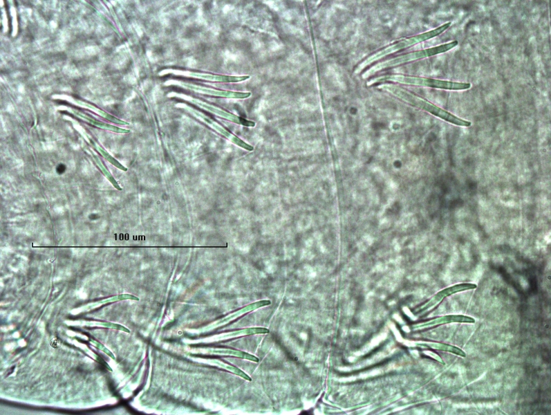 Photomicrograph of part of a freshwater oligochaete worm with evenly spaced bundles of chaetae. All chaetae are simple and straight.