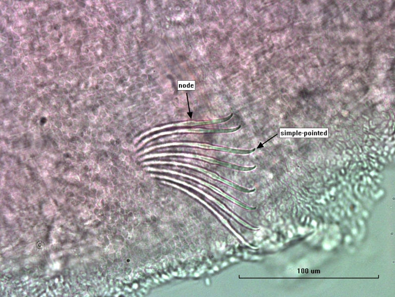 Photomicrograph of part of a freshwater oligochaete worm showing a bundle of chaetae with 8 slightly curved simple-pointed chaetae with a nodulus close to the middle. Nodule labeled, end labeled "simple-pointed"