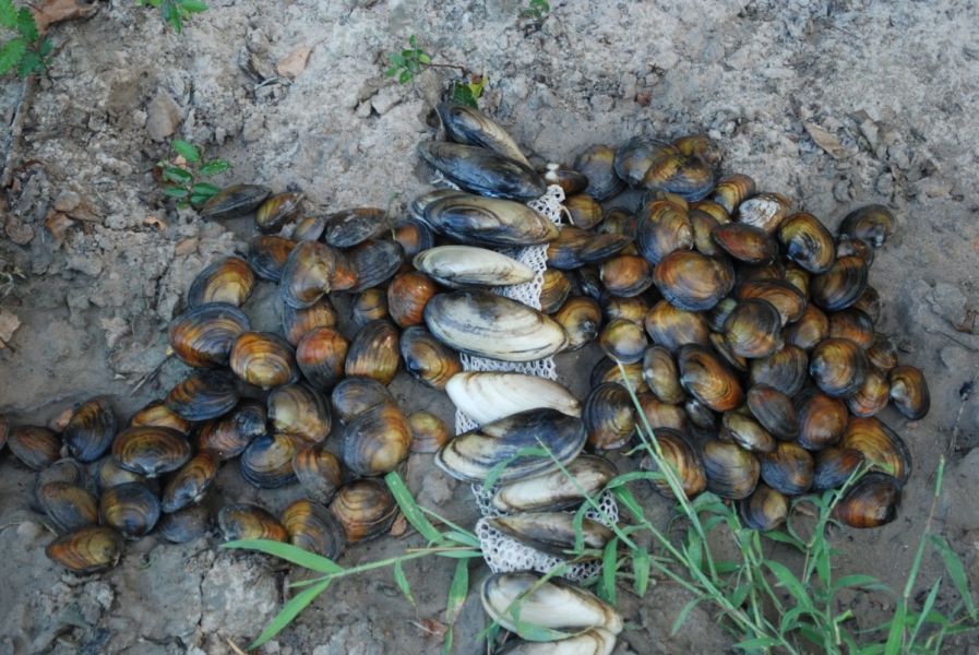 many mussels of two different varieties on the ground. One type is round and golden brown and the other type is a larger oblong that's black and white.