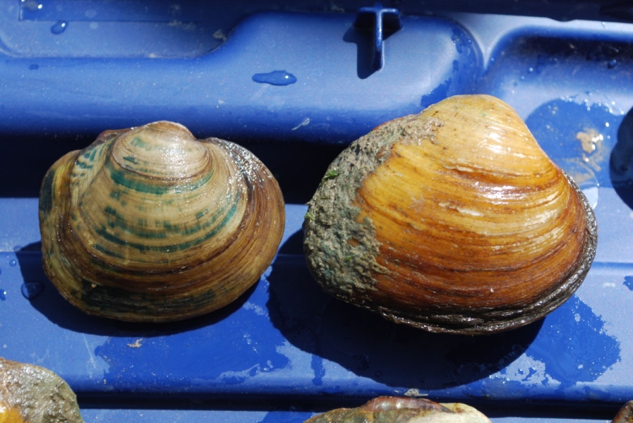 Two round mussels that are similar but different types. 