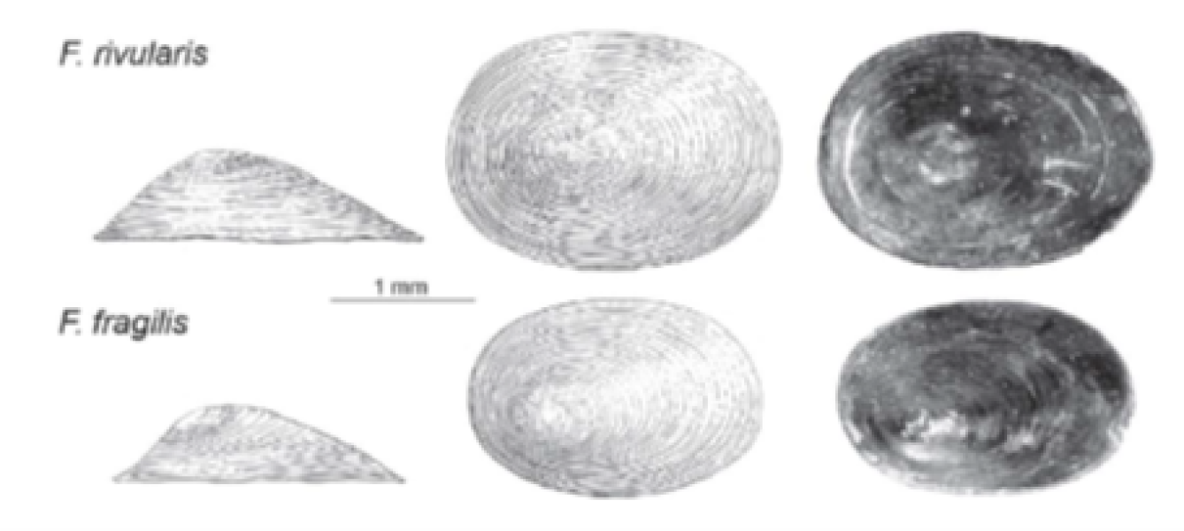 Textbook image comparing the side view drawing, top view drawing, and a top view photo of limpet snails F. rivularis versus F. fragilis, with scale bar 1 mm. F. rivularis is slightly larger. They both have a domed, oval-shaped shell with a slightly off-center apex, but the apex is closer to central in F. rivularis and much closer to the back in F. fragilis, and the slope is sharper.