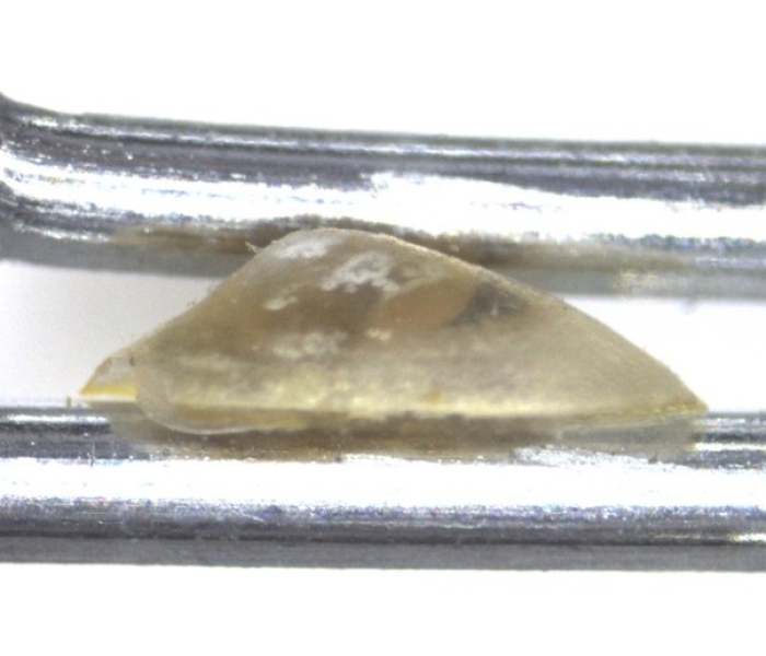 photomicrograph of a limpet snail held between two forceps, a translucent domed shell with no whorls. The apex is slightly off from center.