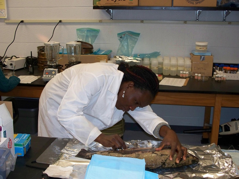 A person in a lab coat dissects a large fish on a table in a lab.