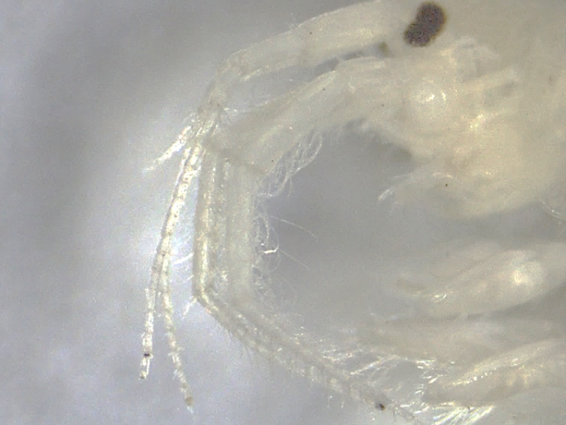 Photomicrograph of the two pairs of antennae of a scud crustacean. The second pair has curly setae.