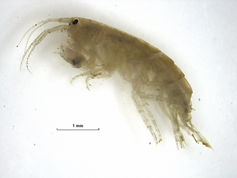 Photomicrograph of the whole body of a scud crustacean. It is somewhat shrimp-like, with a laterally compressed body. Scale bar 1 mm.