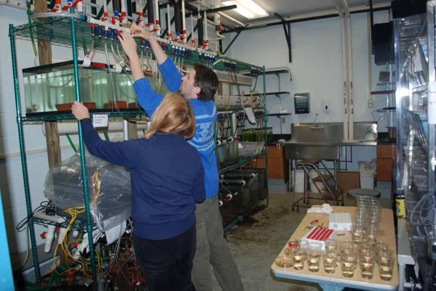 Two people adjust the nobs of tubes running to aquariums on a shelf. There are small cups full of water on a table behind them.