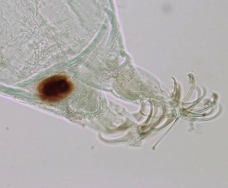 photomicrograph of a chironomid midge larvae with posterior parapods with curved claws