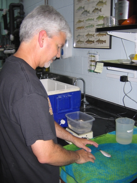 A person stands at a counter with a small fish on a towel.