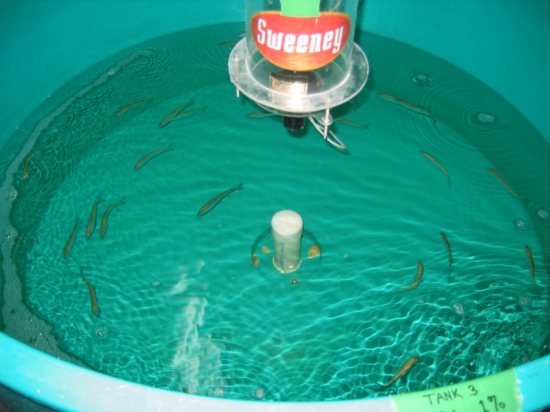 A round green tank with small fish in it. The tank is labeled Tank 3, 1%.