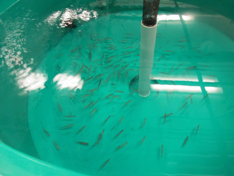 small fish in a large round tank of water