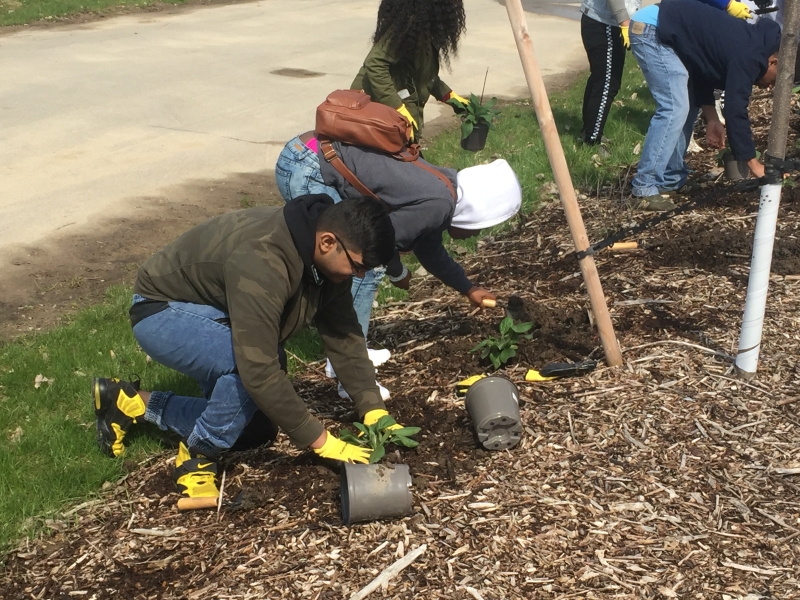 A group of students planting small plants in a mulched bed with trees by a roadway.