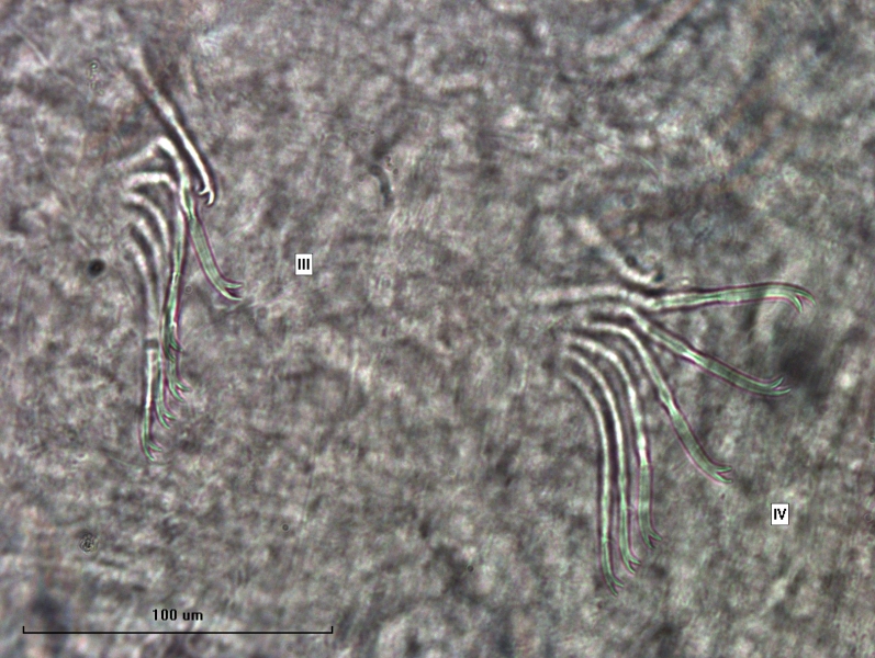 Photomicrograph of part of an oligochaete worm showing two bundles of 6 chaetae labeled II and III.