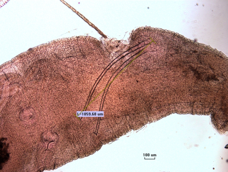 photomicrograph of part of a freshwater oligochaete worm showing the two penis sheaths, which are long, thin, and slightly curved. They measure 1059.68 um.