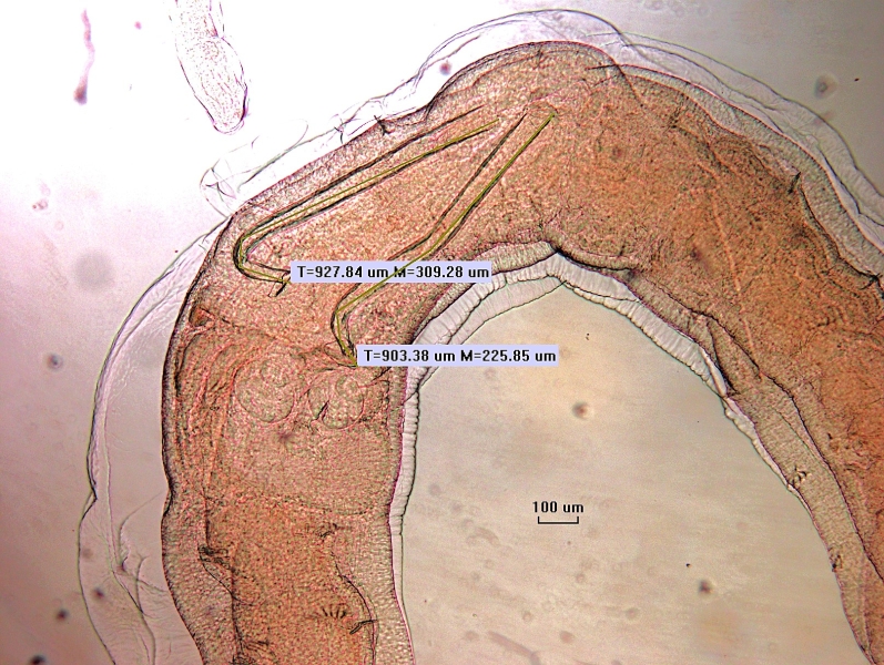 Photomicrograph of the reproductive structures of an oligochaete worm. The two penis sheaths are long and cylindrical with a sharp curve near the end. Both are measured 927.84 and 903.38 μm.