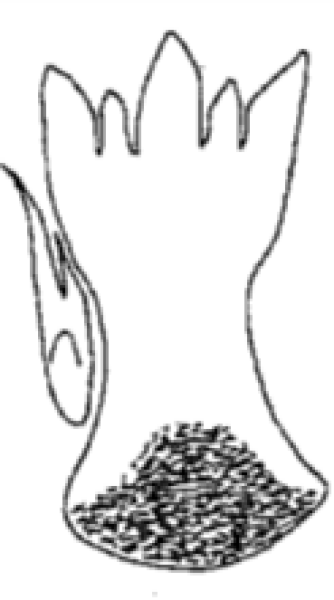 Drawing of part of a chironomid midge mouthpart showing a ligula with five teeth, with the outer and middle teeth longer than the second and fourth tooth.