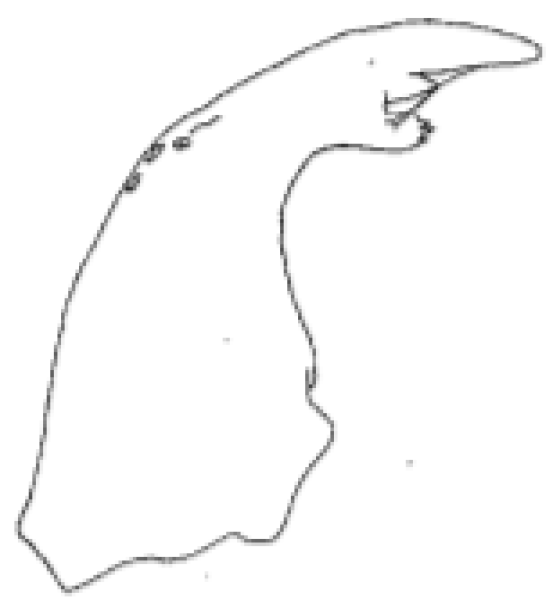 Drawing of part of a chironomid midge mouthpart showing a mandible with three mandibular teeth, the inner teeth are smaller than the first tooth but well developed, and the bottom one is bulbous.