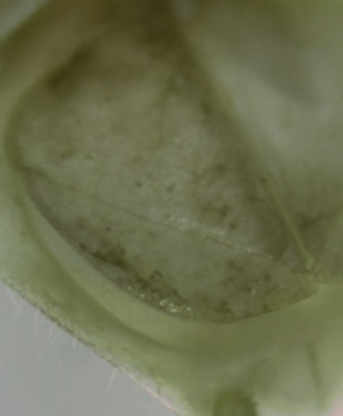 Photomicrograph of part of a leg of a crustacean, which is D-shaped. It has a steep diagonal fold across it from top left to bottom right.