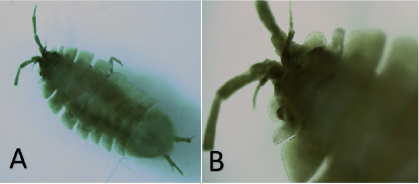 Two photomicrographs. A is the whole body of an aquatic isopod. B is a close-up of the head, showing the head has an edge with two lobes on either side.