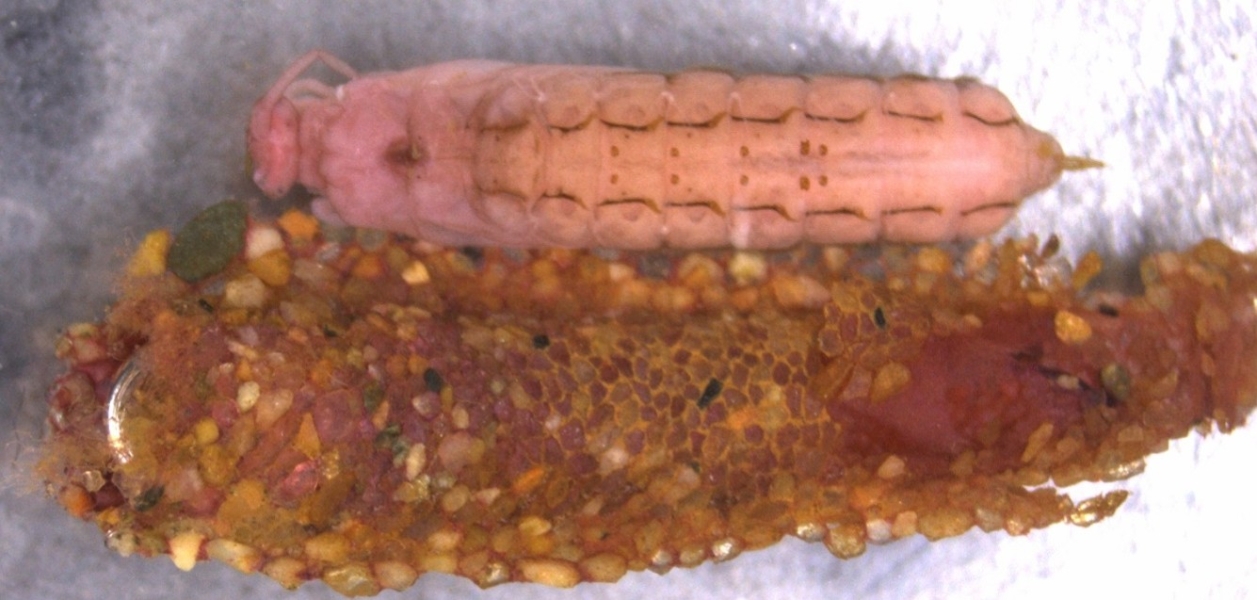 photomicrograph of an aquatic insect pupa next to a case constructed from rock fragments