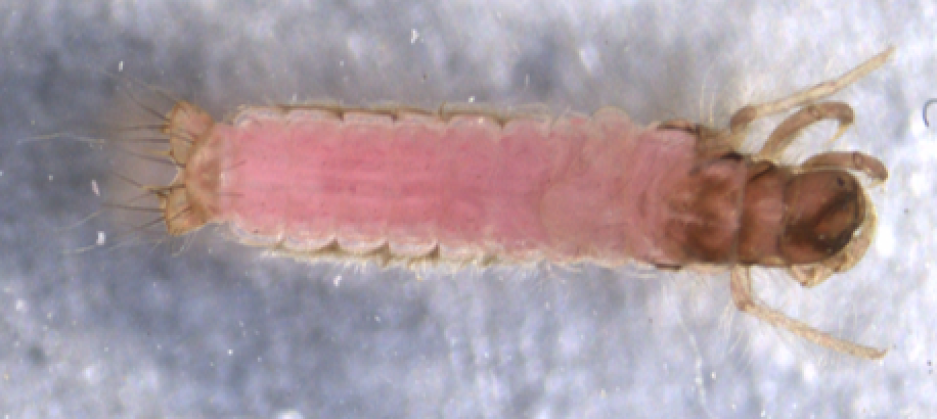 photomicrograph of an insect larva with a few legs close to the head capsule and some spurs on the prolegs at the bottom of the abdomen.