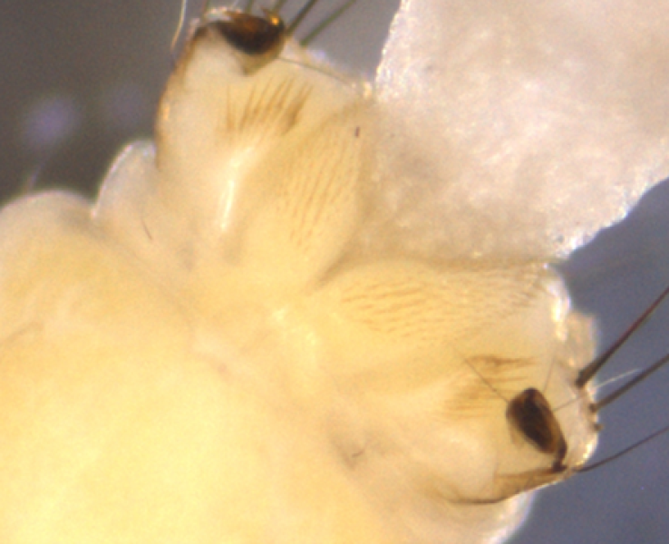 photomicrograph of the posterior end of a caddisfly larva showing the spines and hairs on the anal prolegs