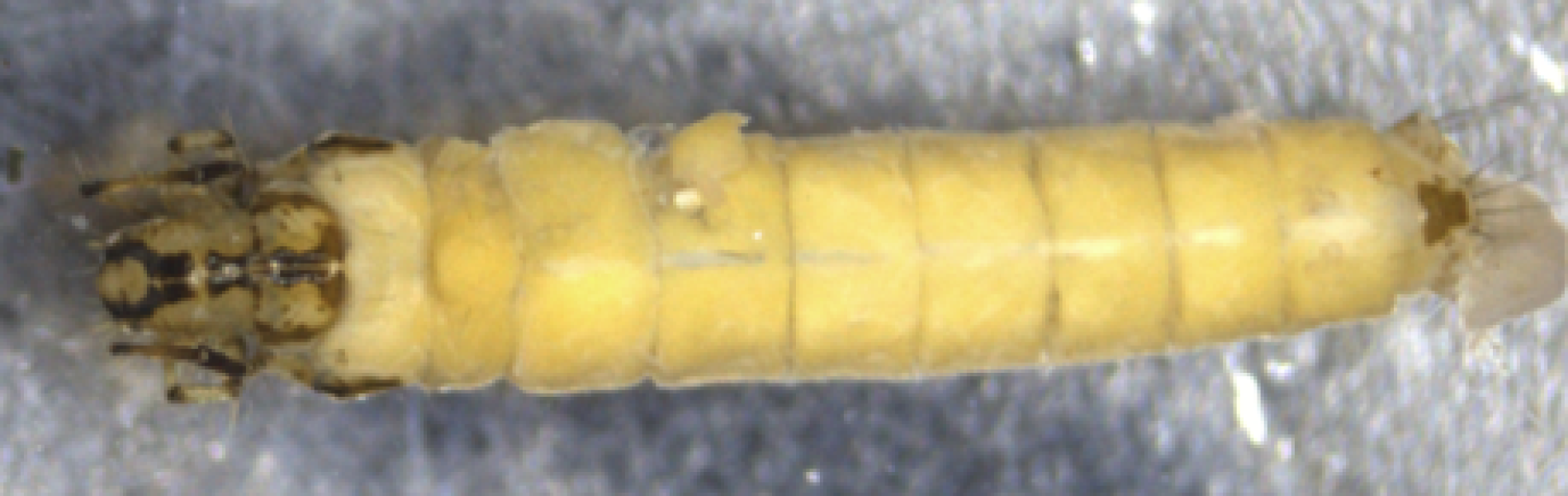photomicrograph of the whole body of a caddisfly larva with dark markings on the head and thorax.