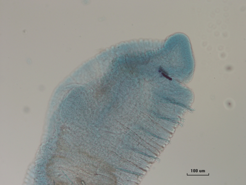 photomicrograph of the head of a freshwater oligochaete worm with eyes. It has ventral chaetae but lacks dorsal chaetae. Scale 100 um.