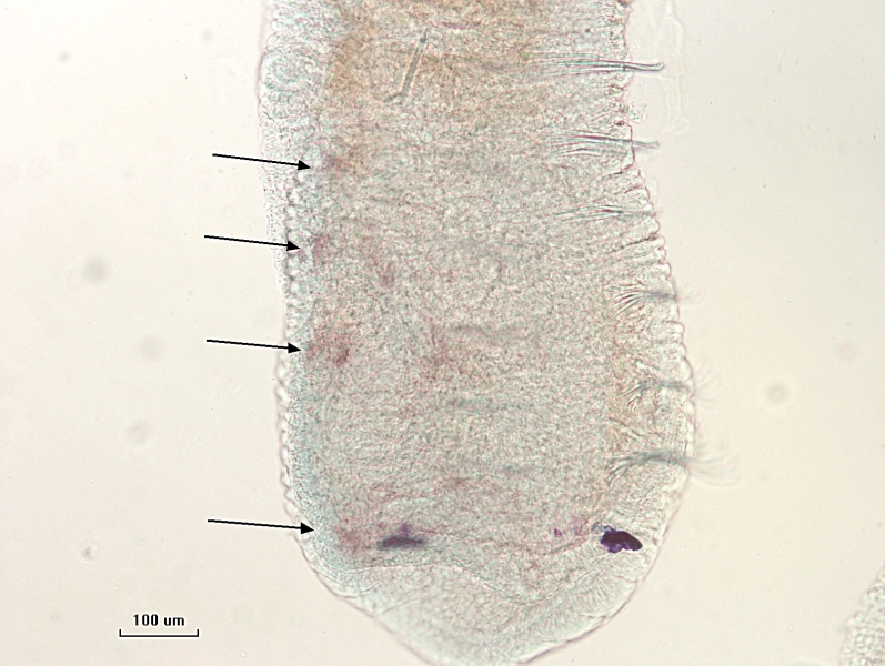 photomicrograph of the head of a freshwater oligochaete worm. There are eyes, and arrows point to some faint reddish-purple marks of pigment on the upper surface of the worm. Scale bar 100 um.