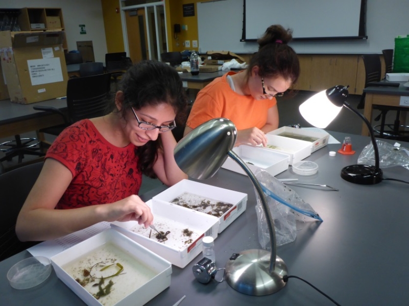 Two people work on samples in white trays in a lab. Desk lamps help light the work area.