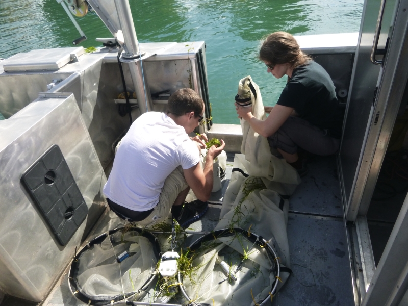 One person holds a net with a plastic bucket on the back deck of a boat while a second person crouches down to look through the contents of a net.