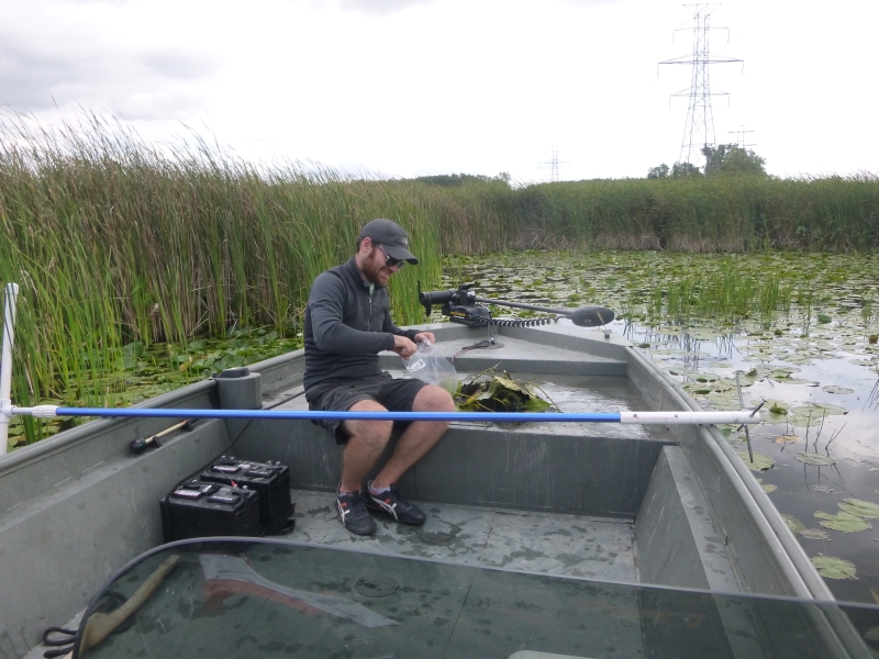 A person sitting in the front of a boat putting something in a plastic bag. There is a pile of weeds next to them, and a long pole is balanced across the boat. There are reeds and lily pads behind them.