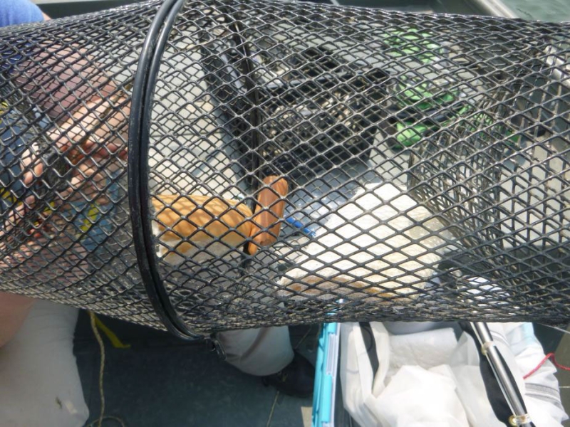 A cylindrical mesh trap with a piece of hot dog, a piece of bread, and a natural sponge.