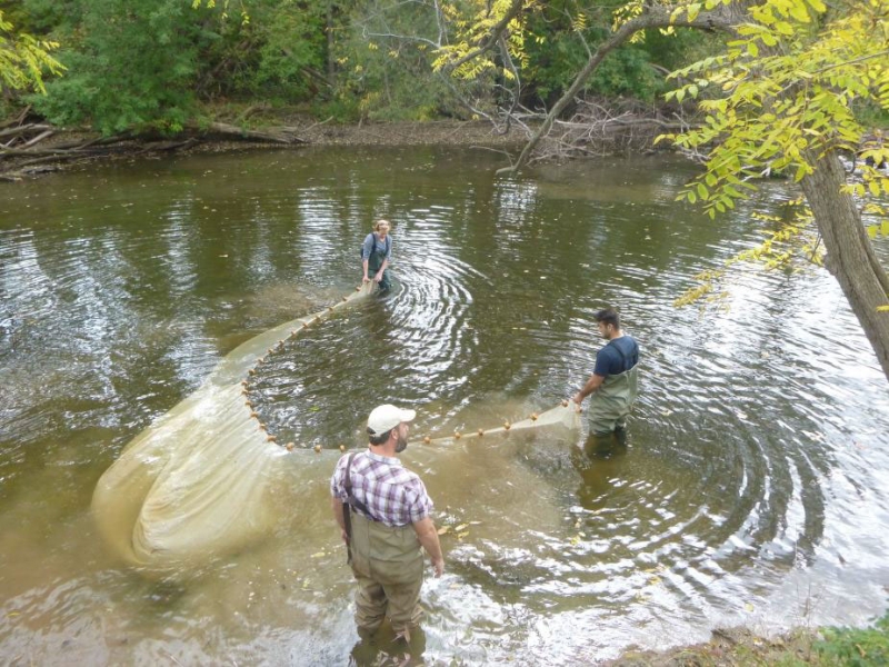 Three people wade in a creek and maneuver a long net between them. The net is flared out behind them as they start to pull.