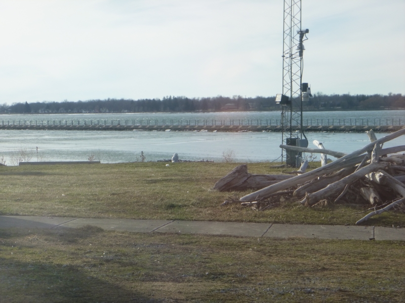 A view of a yard by the water. A white bird is sitting on the ground near the shore.