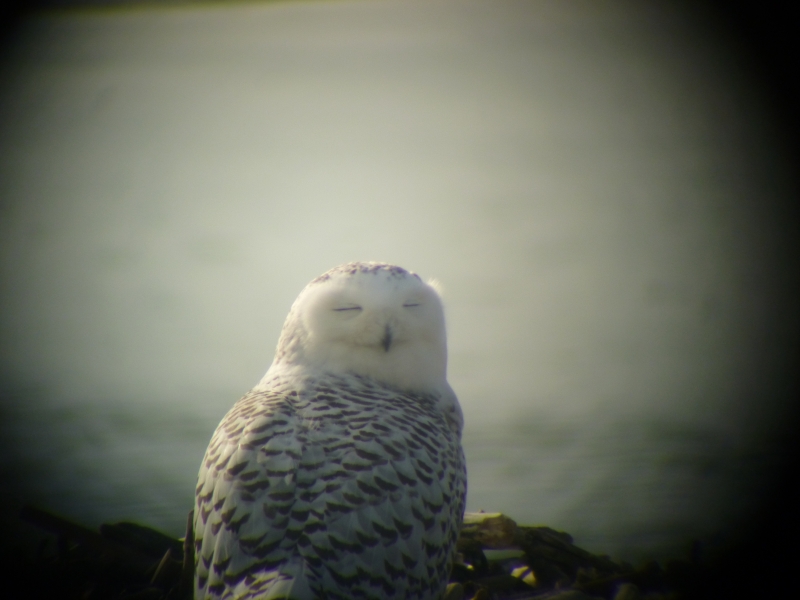 A snowy owl sitting on the ground by the water. The picture is taken through a spotting scope from behind it and its head is turned over its shoulder toward the camera. Its eyes are closed.