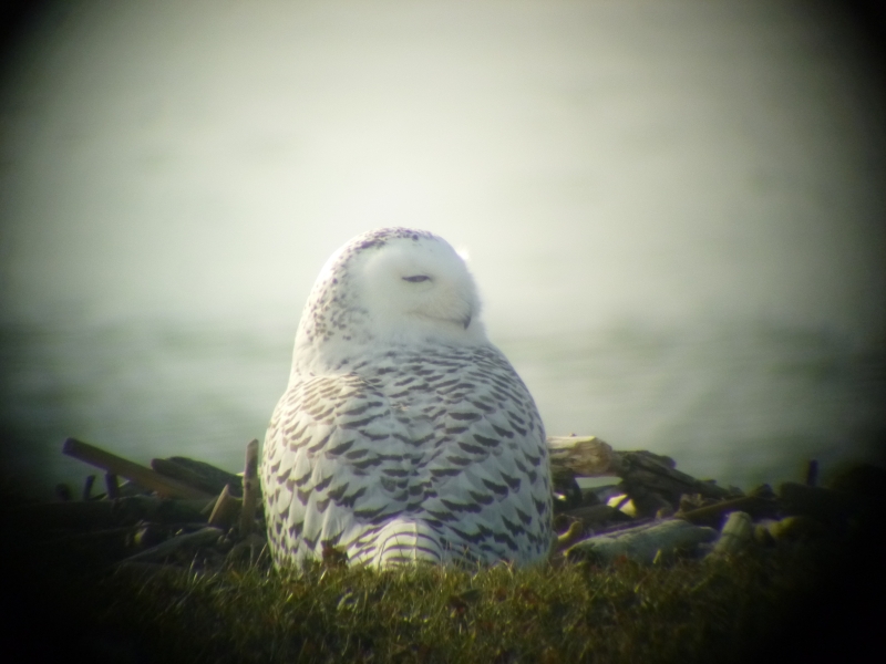 A snowy owl sitting on the ground by the water. The picture is taken through a spotting scope from behind it and its head is turned to the side. Its eyes are partially closed.