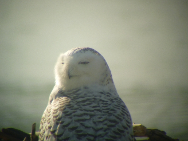 A snowy owl sitting on the ground by the water. The picture is taken from behind it and its head is turned over its shoulder. Its eyes are partially closed.