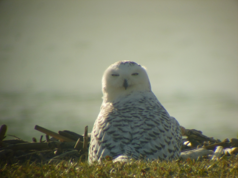 A snowy owl sitting on the ground by the water. The picture is taken from behind it and its head is turned 180 degrees so it's looking straight over its back toward the camera.