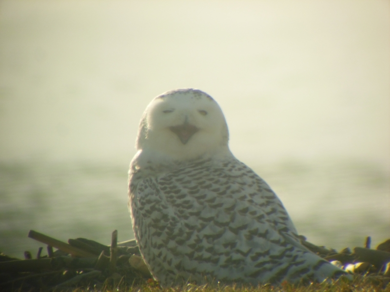 A snowy owl sitting on the ground by the water. The owl is facing the camera and has its beak wide open.